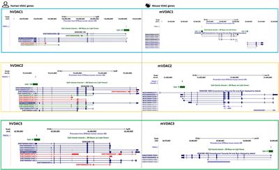 VDAC Genes Expression and Regulation in Mammals